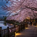 서해안만남의광장 | 수도권 호수둘레길 벚꽃 2000그루 서울대공원 무료 봄꽃길