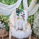 위드독애견스파풀빌라 이미지