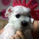 빨간모자 이미지