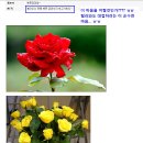 [디씨]막장 디씨인들... "장미"란을 이유로 털러 식물갤 갔다가 정화되고 나온 사연 ㅋㅋ 이미지