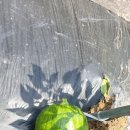 서당농장 이미지