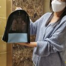 분당고양이분양 나비캣 이미지