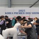 애견미용 네이버블로그