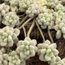 먼로농장 이미지