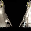 이로동물의료센터 이미지
