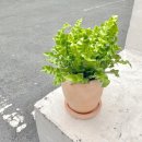 새집상회 이미지