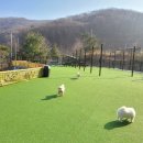 용인종합운동장(주차장입구쪽) | 용인 애견 운동장 별똥구리 주차 편한 고기리 뷰 맛집 서울근교 애견카페 후기