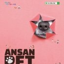 펫페스티벌 이미지