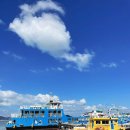 완도회수산 | 완도 수산시장 학림회센터 횟집 회 포장 내돈내산