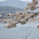 임실군청 | 전북 임실 옥정호 벚꽃축제ㅣ드라이브코스부터 주차·먹거리·출렁다리까지 총정리(반려견동반가능)