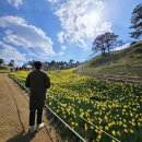지리산약초관광농원 | 구례 지리산치즈랜드 수선화 개화시기 봄꽃 명소 후기