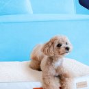 펫바이블 이미지