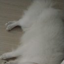 견생일기 이미지