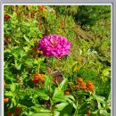 백일홍 민박집 이미지