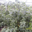 golden berry 이미지