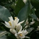 귤꽃향기 이미지