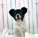 도기로움 이미지