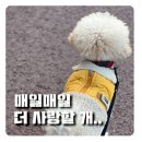 더사랑할개 이미지