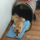 현이펫