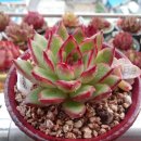 비버리힐 이미지