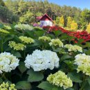 수국정원 이미지