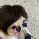 칸타삐야 이미지