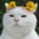 안주킹 이미지