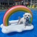 강아지놀이터 이미지