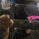 비토섬마린블루펜션 이미지