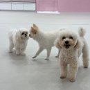 댕로하 애견유치원&애견미용 이미지