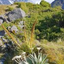 (nz) Speargrass Spaniard 이미지
