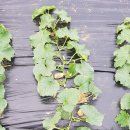 농업회사법인 농원바이오 이미지