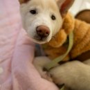 멍피스 | 광주 크레즈카페 대관 후기 : 피스멍멍 유기견 입양센터