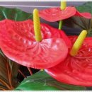 클로바농장 이미지