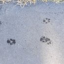 멍멍이발바닥 이미지