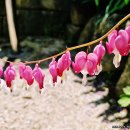 댕기머리 이미지