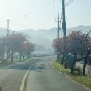 용담면 벚꽃길 이미지