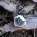 [02.18] 경기 변산바람꽃, 게발거미의 겨울잠 이미지