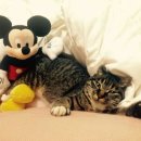 해피펫애견 이미지