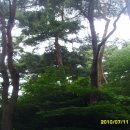 南漢山城 소나무 이미지
