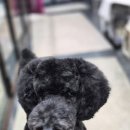 강아지 마법사 골드맘 이미지