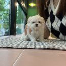 김해 강아지분양 고양이분양 도그하우스 외동점 네이버블로그