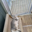 골든캣 골드브숏 골드먼치킨 평택전문점 이미지