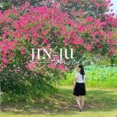 진주 용호정원 | 경남 진주 용호정원 배롱나무, 연꽃 명소로 가볼만한곳 추천