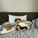 멍멍토리 이미지