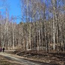 자작나무숲정상 이미지