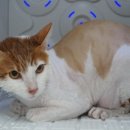 코냥코냥 이미지