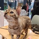 CATS&ME(캣츠 앤 미) | 양산 물금 증산 캣츠앤미 카페 고양이 천국