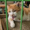 금동이네 이미지