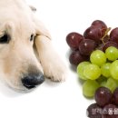 포도메디칼